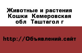 Животные и растения Кошки. Кемеровская обл.,Таштагол г.